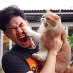manfaat memelihara kucing